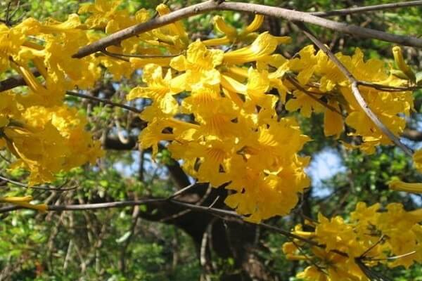 Brasil Flor Nacional