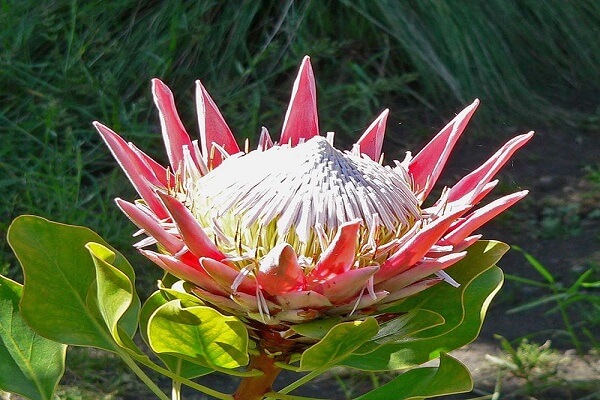 Central African Republic National Flower