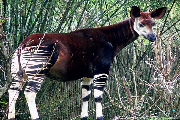 Democratic Republic of Congo National Animal