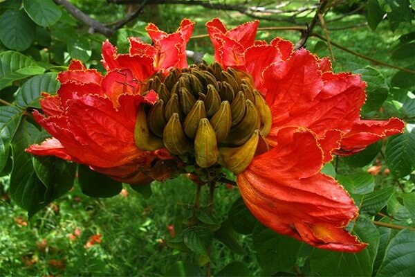 Gabon Flor Nacional