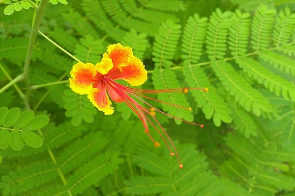 Barbados National Flower