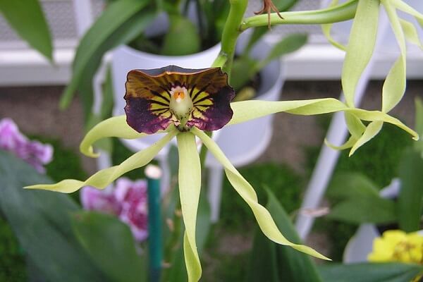 Belice Flor Nacional