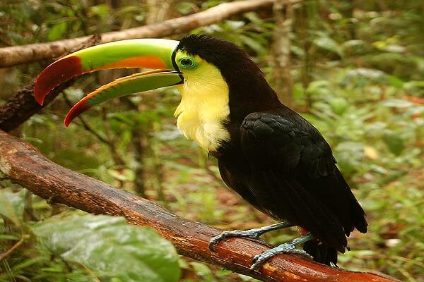 Belice Animal Nacional