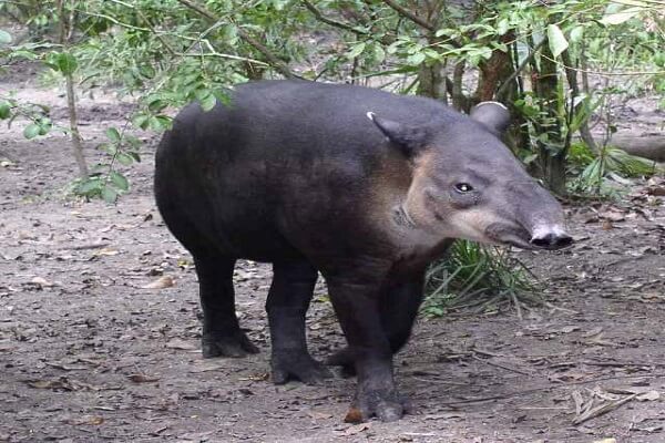 Belice Animal Nacional