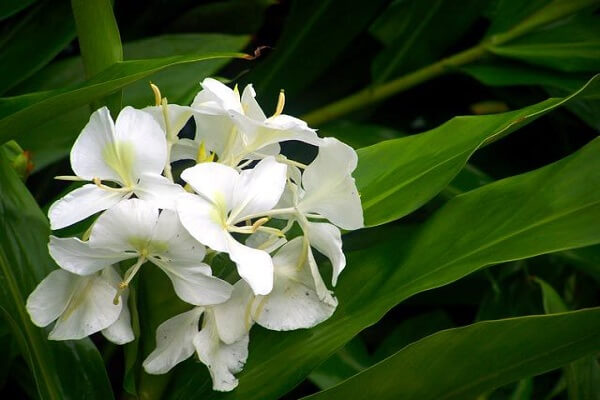 Cuba Flor Nacional