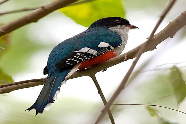 Cuba Animal Nacional