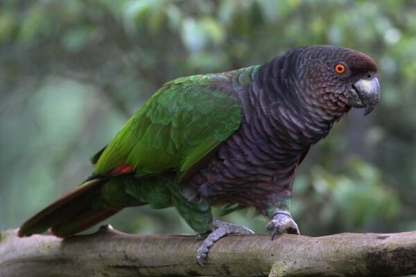 Dominica National Animal