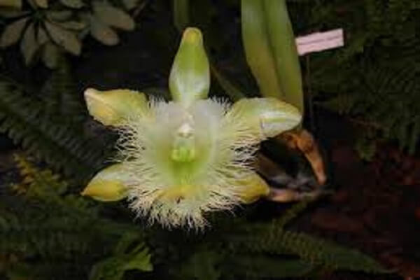 Honduras National Flower