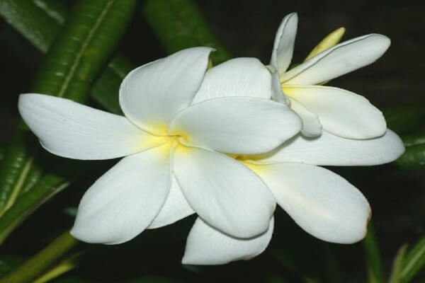 Nicaragua National Flower