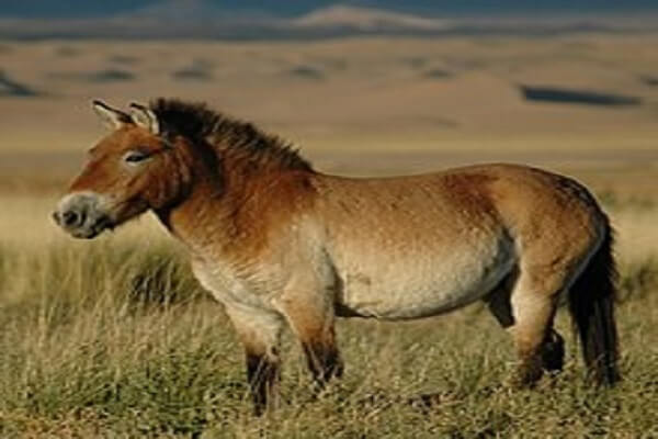 Mongolia National Animal