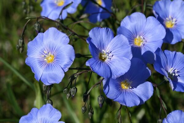 Bielorrusia National Flower