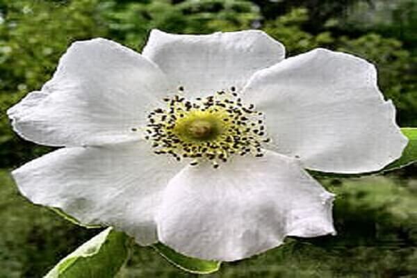 Georgia National Flower