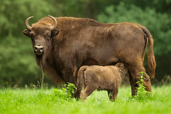 Polonia Animal Nacional