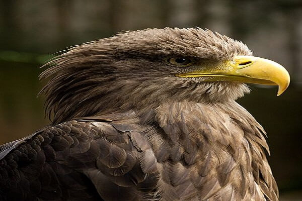 Polonia Animal Nacional