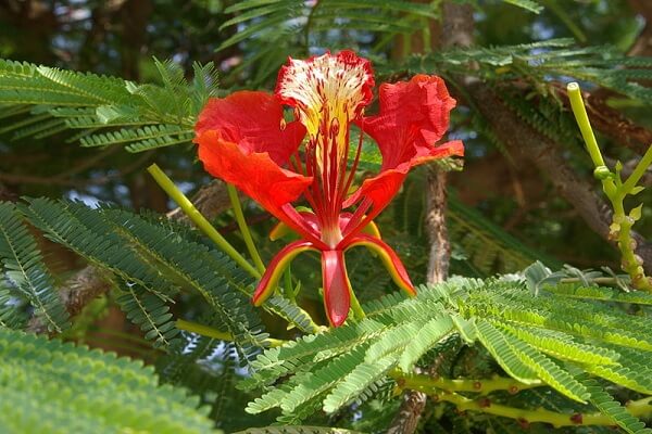 Madagascar National Flower