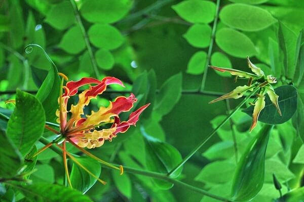 Zimbabue Flor Nacional