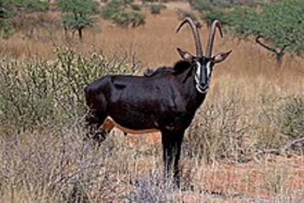Zimbabwe National Animal