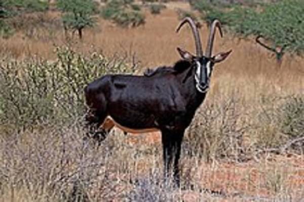 Zimbabue Animal Nacional