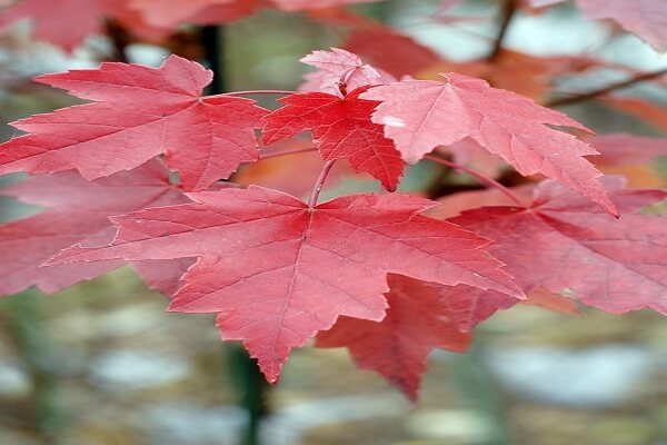 canada Flor Nacional - red maple