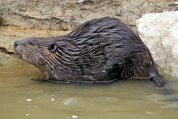 canada Animal Nacional - North American beaver