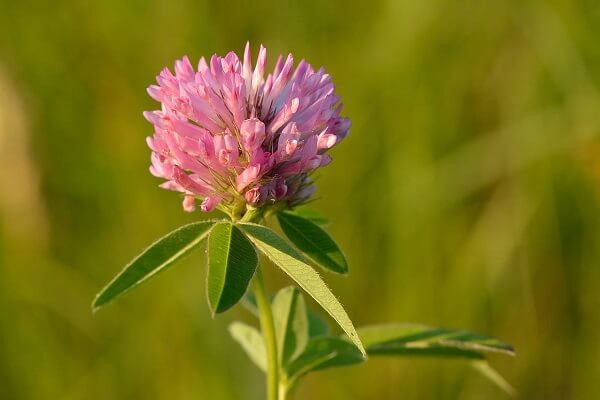 Flor Nacional de Dinamarca