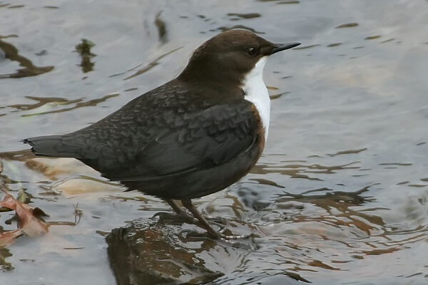 Noruega Animal Nacional