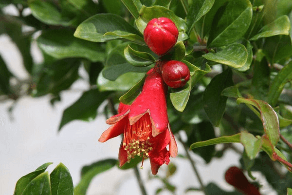 Lybia National Flower