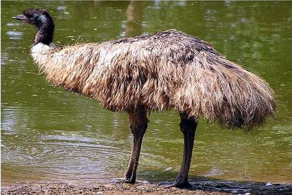 Australia Animal Nacional