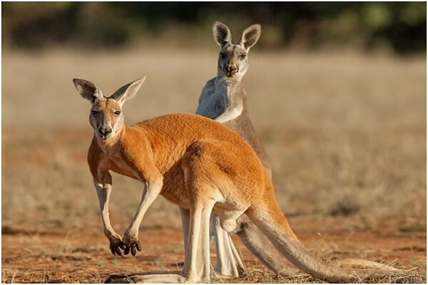 Australia National Animal