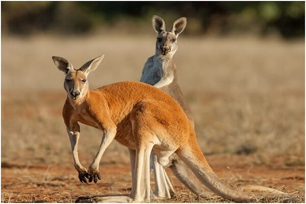 Australia Animal Nacional