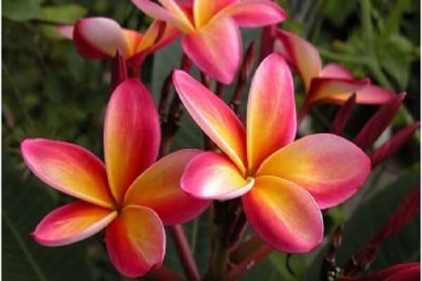 Marshall Islands National Flower