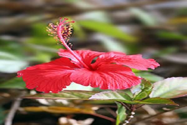 Solomon Islands National Flower