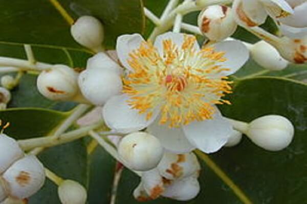 Nauru Flor Nacional