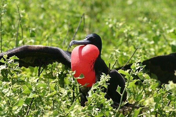 Nauru Animal Nacional