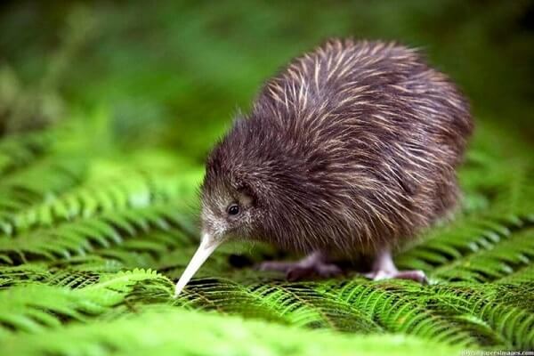 New Zealand National Animal