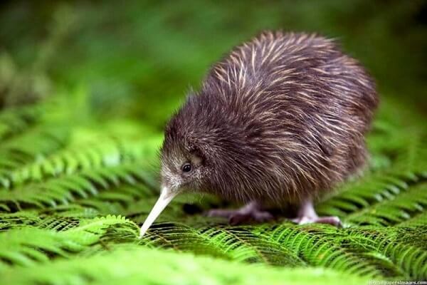 Nueva Zelanda Animal Nacional