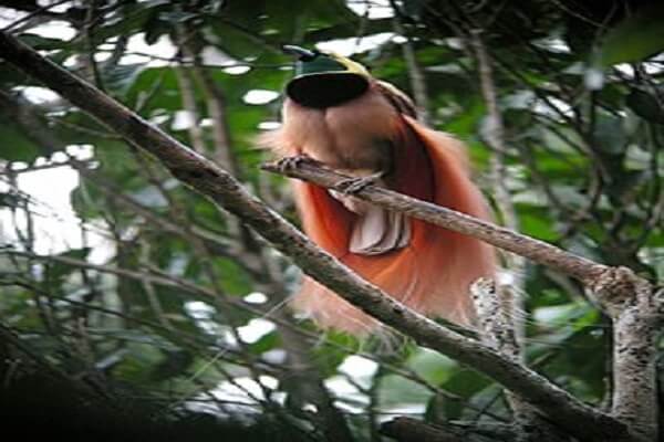 Papua National Animal