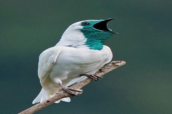 🌍 Paraguay: Lema Animal Nacional Flor Nacional y mucho más...