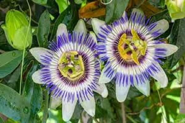 Paraguay Flor Nacional