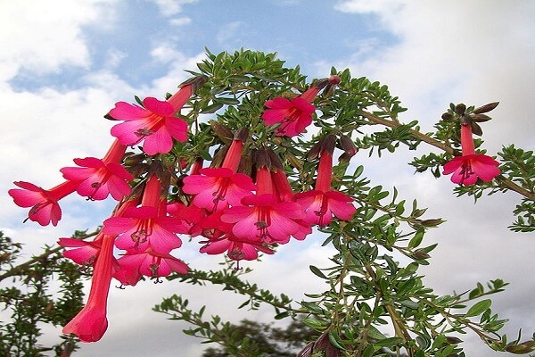 Peru National Flower