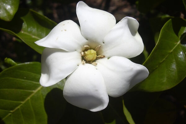 Andorra Flor Nacional