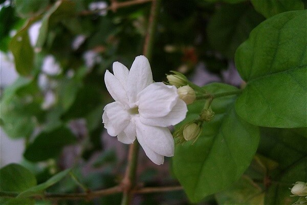 Indonesia Flor Nacional