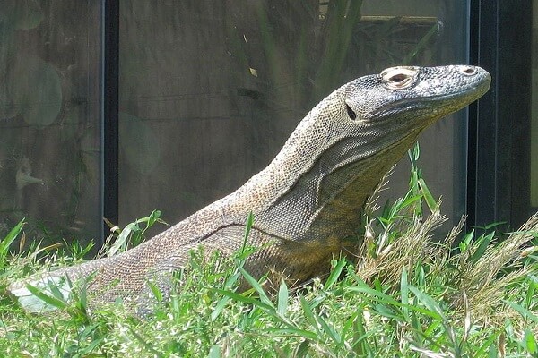 Indonesia Animal Nacional