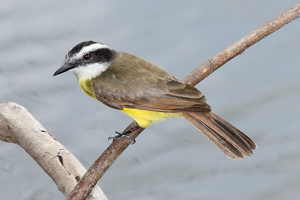 Suriname Animal Nacional