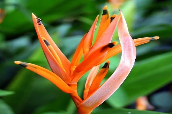 Suriname Flor Nacional