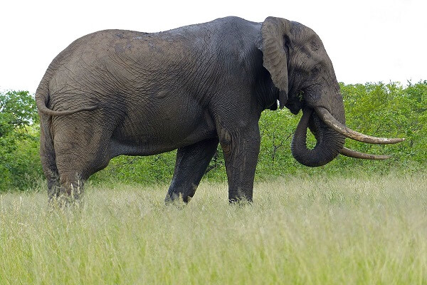 🌍 Cote D�Ivoire Motto National Animal National Flower and