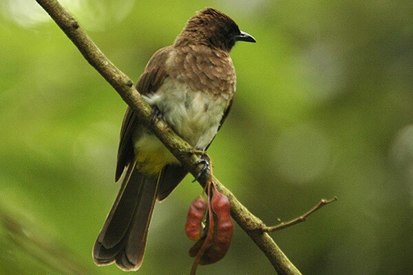 Liberia Animal Nacional