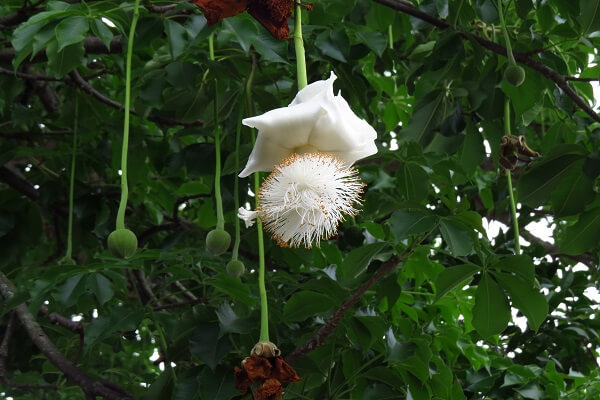 Senegal National Flower
