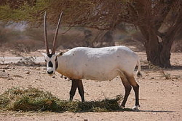 Oman National Animal