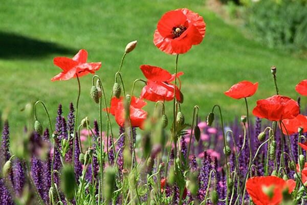 Belgium National Flower